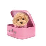 Gosedjur med resväska - Toy Pudel-valpen Cookie 23 cm