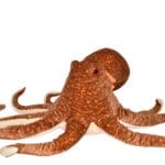 Cuddlekins Jumbo Octopus Gosedjur 74 cm Wild Republic
